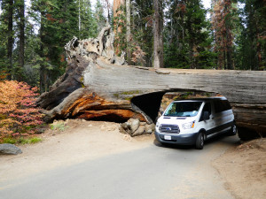 USA: Sequoia NP